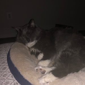 Meet your Posher, Maria antonieta